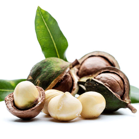 Macadamia Nut Organic Carrier Oil